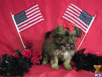 Poodle Puppies in TX