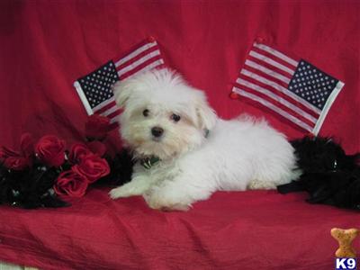 Maltese Puppies in TX