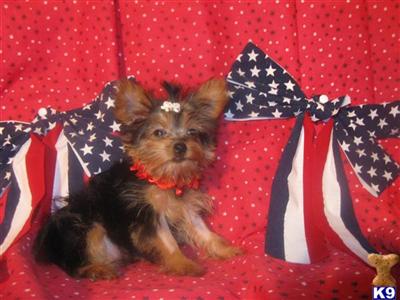 Yorkshire Terrier Puppies in TX
