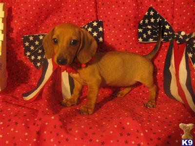 Dachshund Puppies in TX