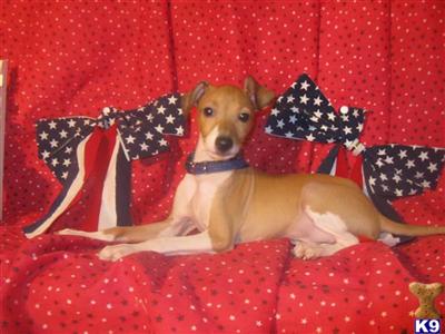 Italian Greyhound Puppies for Sale