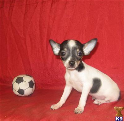 Chihuahua Puppies in TX
