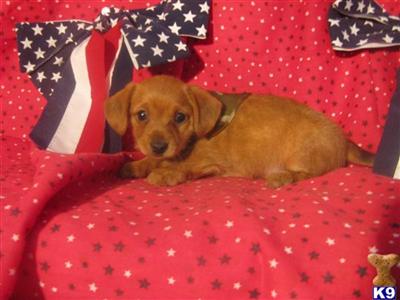Puppies for Sale