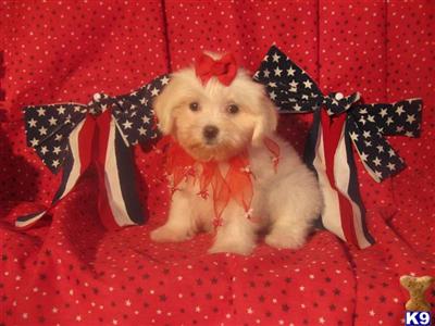 Puppies for Sale