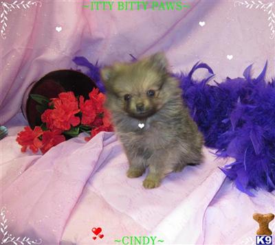 Pomeranian Puppies in TX