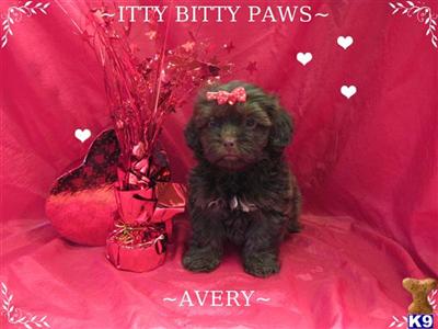 Shih Tzu Puppies in TX