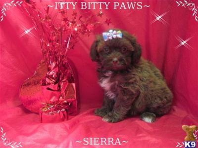 Shih Tzu Puppies in TX