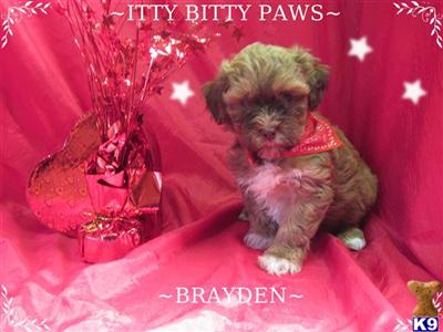 Shih Tzu Puppies in TX