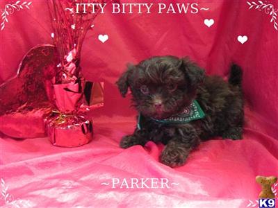 Shih Tzu Puppies in TX