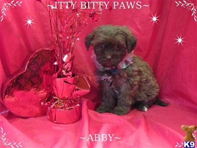 Shih Tzu Puppies in TX