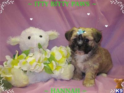 Mixed Breed Puppies for Sale