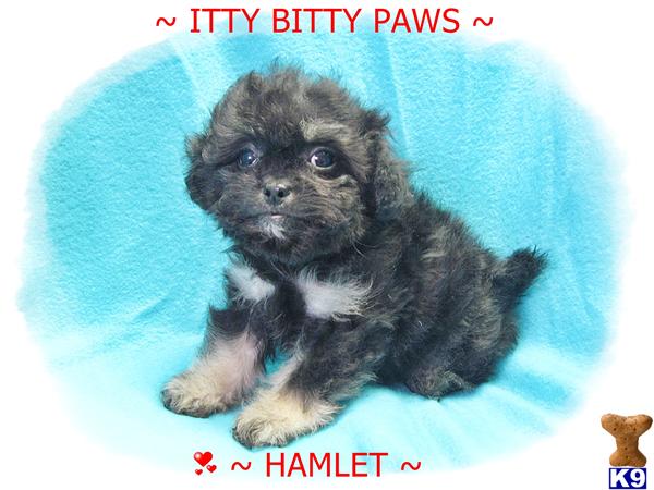 Pekingese Puppies