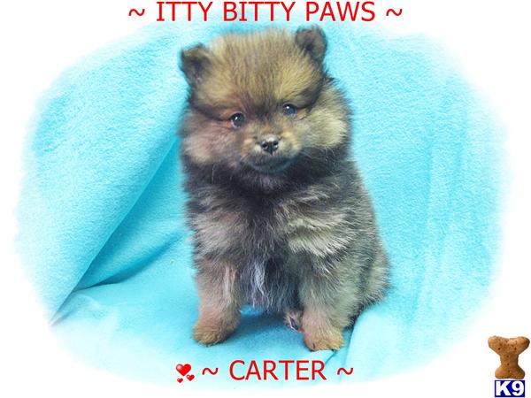 Pomeranian Puppies in TX