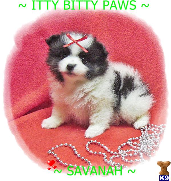 Pomeranian Puppies in TX