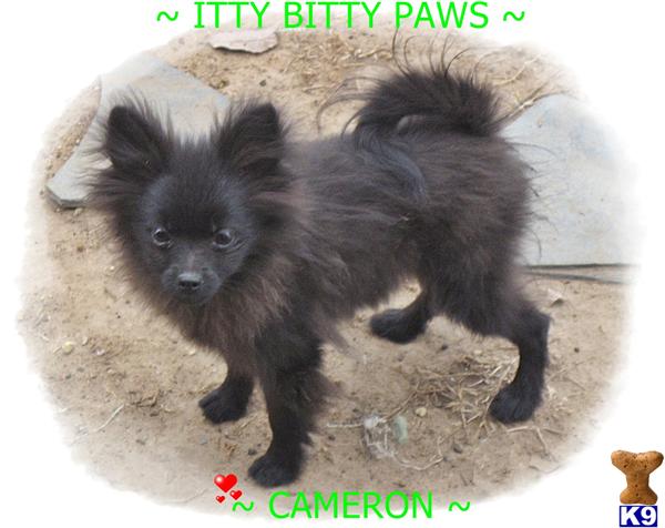 Pomeranian Puppies in TX