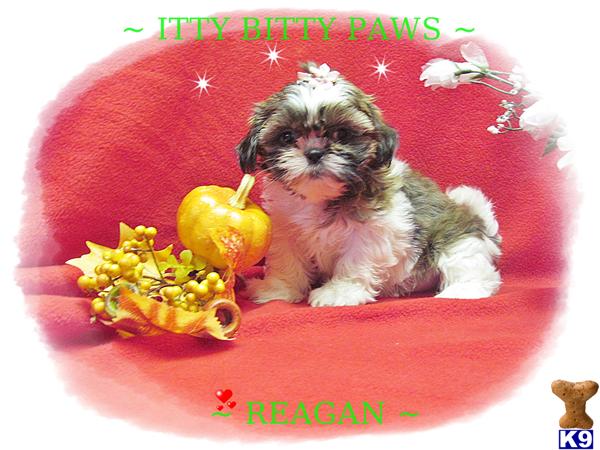 Teacup+shih+tzu+puppies+for+sale+in+texas