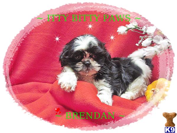 teacup shih tzu puppies for sale in houston boy yorkies for sale in houston tx breeds picture teacup shih tzu puppies for sale in houston boy yorkies for sale in houston tx breeds picture