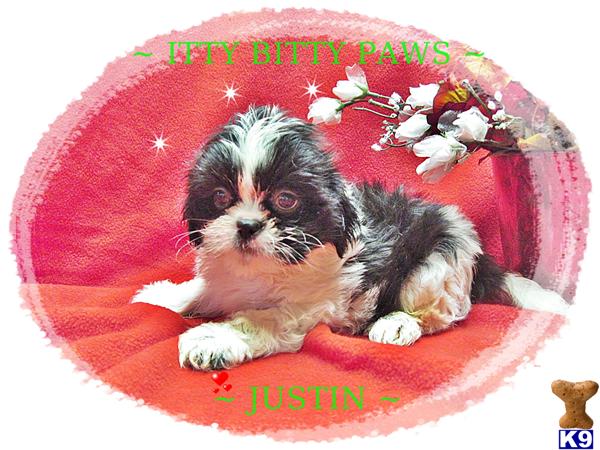 Shih+tzu+puppies+for+sale+in+texas+austin