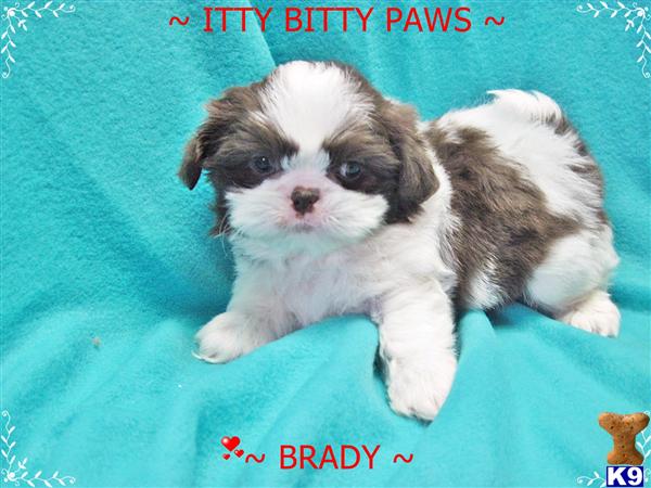 Shih Tzu Puppies in TX