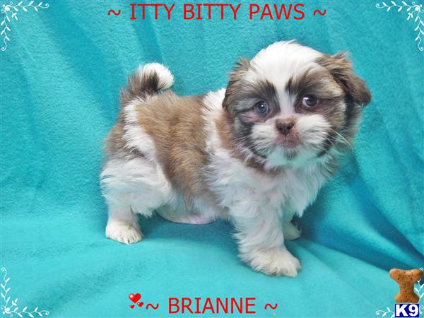 Shih Tzu Puppies in TX