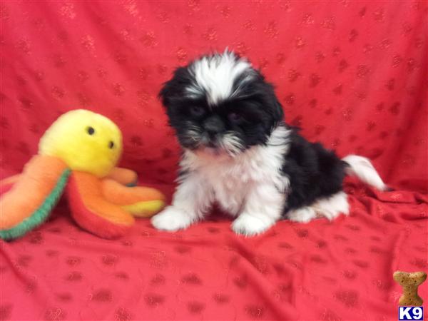 shih tzu puppies for sale in el paso tx shih tzu puppies for sale in el paso shih tzu puppies for sale in el paso tx shih tzu puppies for sale in el paso