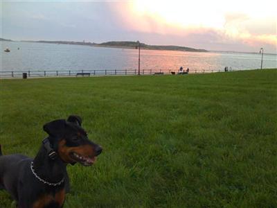 Stud Dogs - Miniature Pinscher