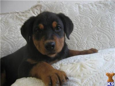 Rottweiler Puppies for Sale