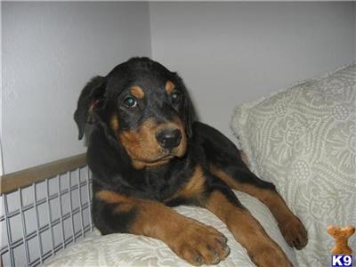 Rottweiler Puppies for Sale