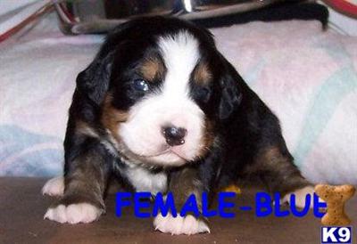Bernese Mountain Dog Puppies for Sale
