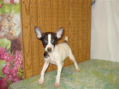 Toy Fox Terrier Puppies for Sale