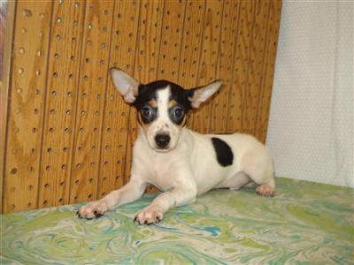 Toy Fox Terrier Puppies for Sale