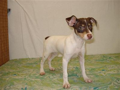 Toy Fox Terrier Puppies for Sale