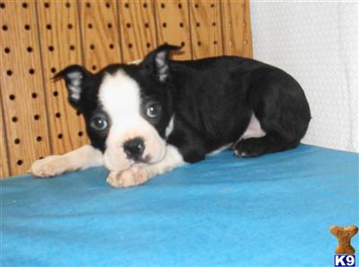 Puppies in Berlin