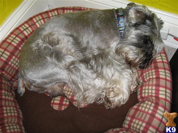 Stud Dogs - Miniature Schnauzer