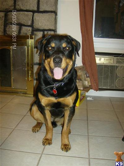 Stud Dogs - Rottweiler