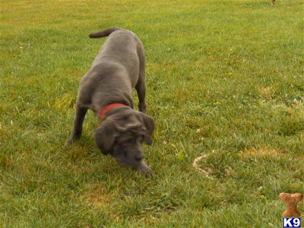 neapolitan mastiff puppies for sale in ohio neapolitan mastiff puppies for sale in ohio images neapolitan mastiff puppies for sale in ohio neapolitan mastiff puppies for sale in ohio images
