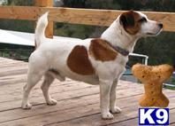 Stud Dogs in CA