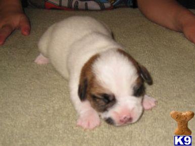 Jack Russell Terrier Puppies