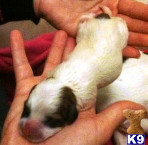 Jack Russell Terrier Puppies