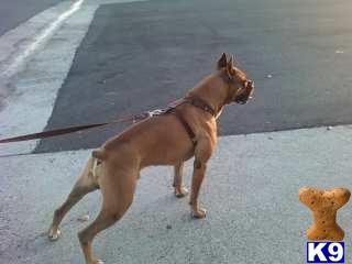 Stud Dogs - Boxer