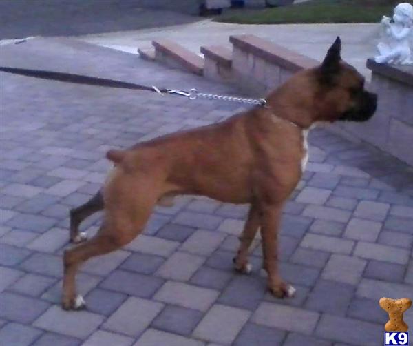 Dogs for Sale in CA