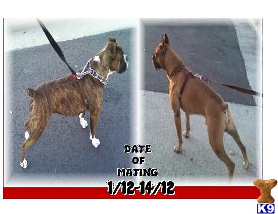 Boxer Puppies