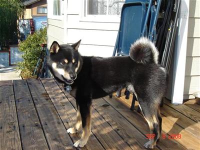 Stud Dogs - Shiba Inu