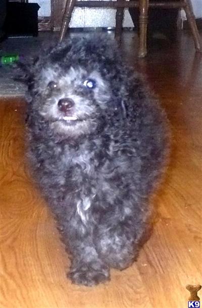 Labradoodle Puppies for Sale