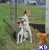 Dogs for Sale in WA