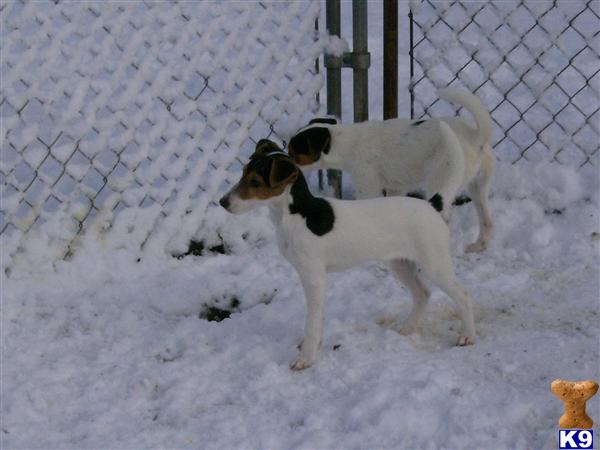 Parson Russell Terrier Puppies