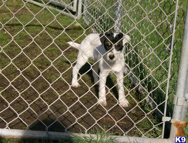 Dogs for Sale in WA
