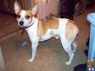 Stud Dogs - Rat Terrier