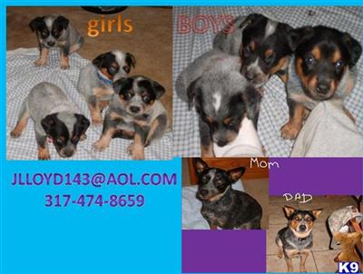 Australian Cattle Dog Puppies for Sale