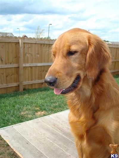 golden retriever puppies for sale in kansas. Golden Retriever Stud Dogs